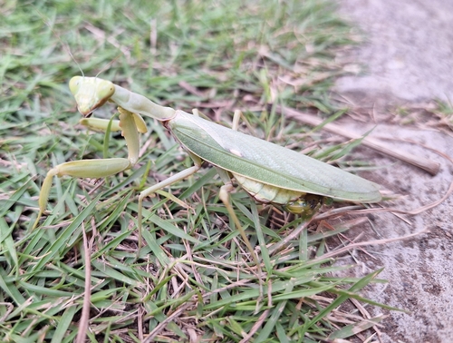 Giant Asian Mantis