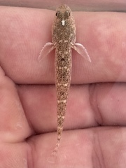 Guaymas Goby photo 2