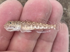 Guaymas Goby photo 1