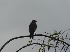 Turdus fuscater