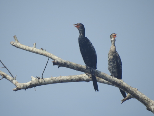 Reed Cormorant