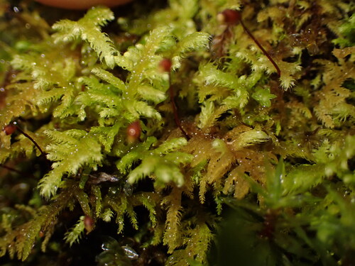 Claopodium bolanderi observed 2025-05-31