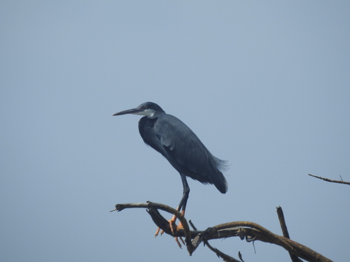 Western Reef Heron