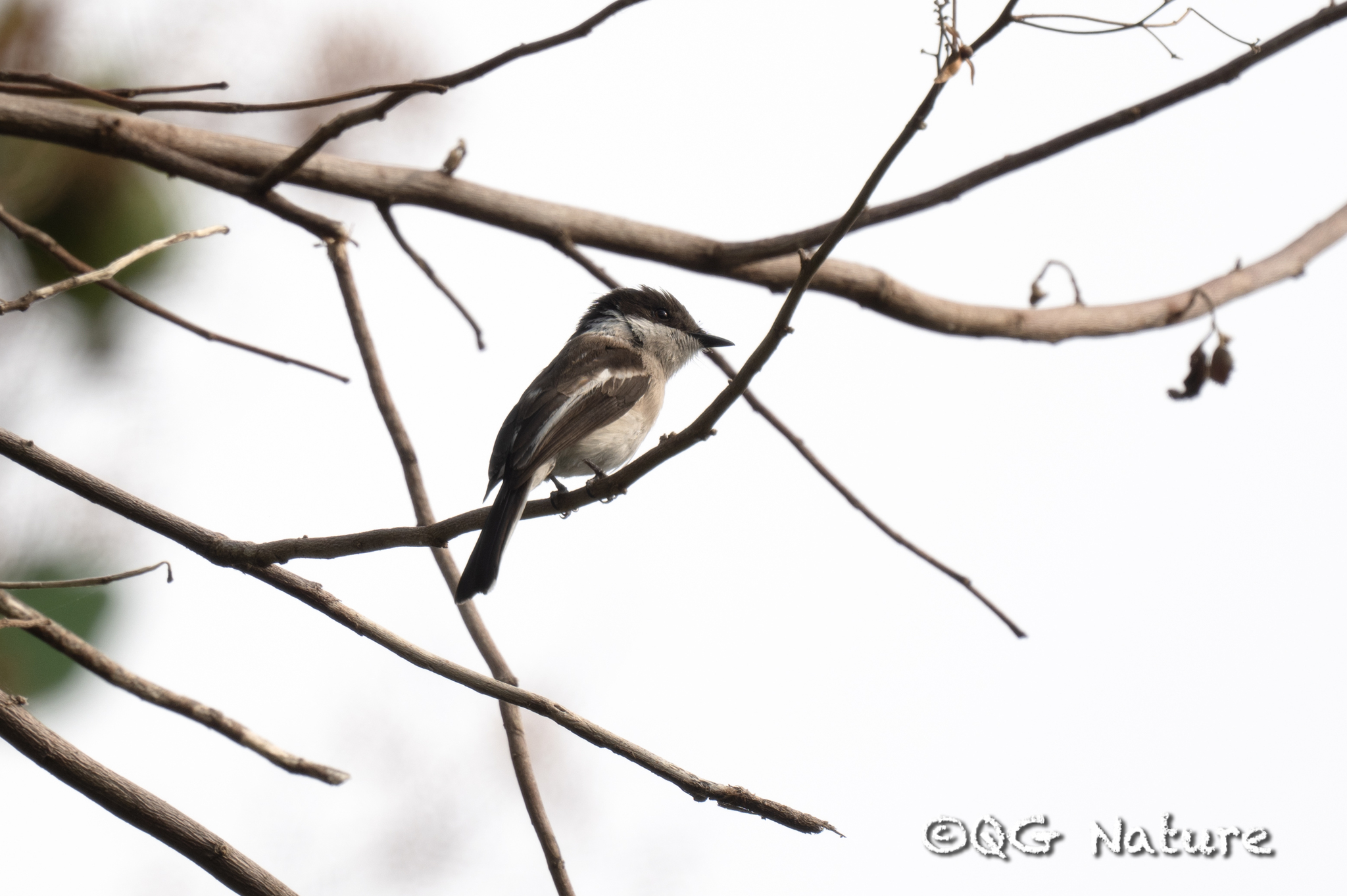Bar-winged Flycatcher-shrike