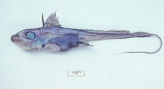 Southern Chimaera photo 2