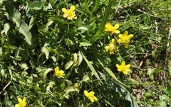 Ranunculus alismifolius
