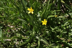 Ranunculus alismifolius