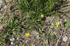 Ranunculus alismifolius