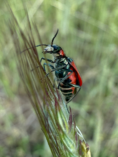 Scarlet Malachite Beetle photo 3