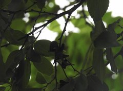 Acacia auriculiformis