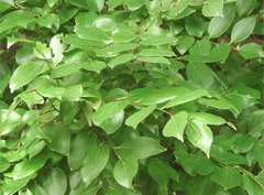 Acacia auriculiformis