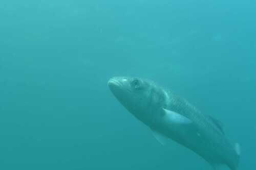 Dicentrarchus labrax