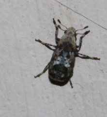 Euparius