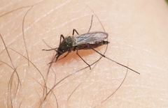 Aedes ventrovittis
