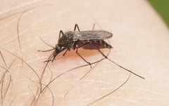 Aedes ventrovittis