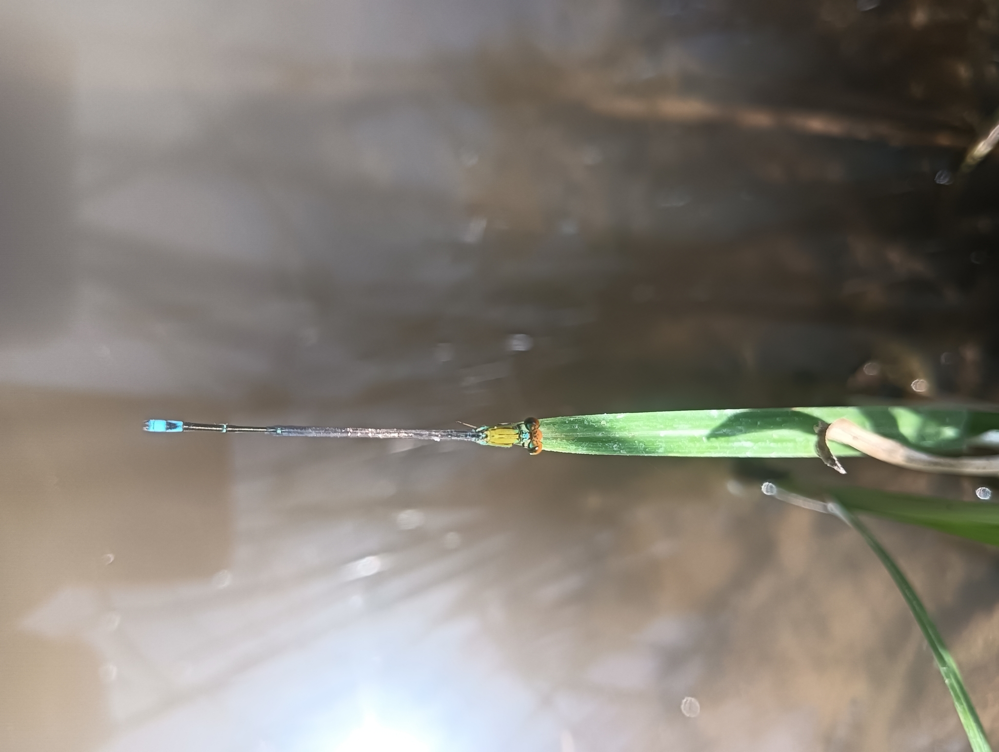 Orange-Faced Sprite