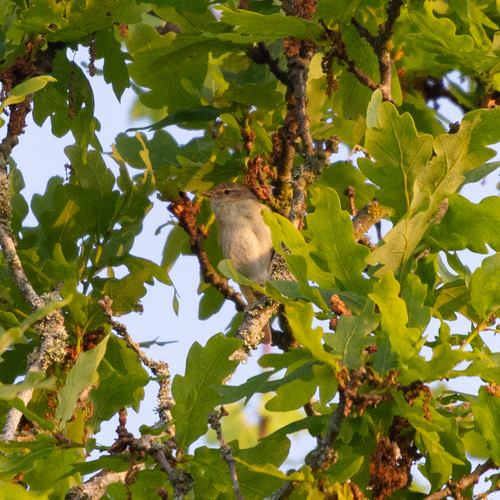 Iberian Chiffchaff (Phylloscopus ibericus), photo 9