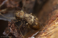 Pteroxanium kelloggi