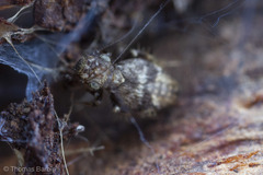 Pteroxanium kelloggi
