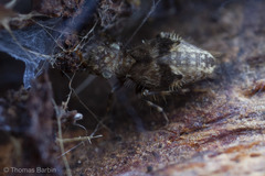 Pteroxanium kelloggi