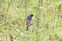 Phoenicurus frontalis