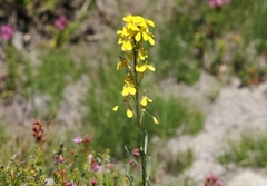 Erysimum perenne