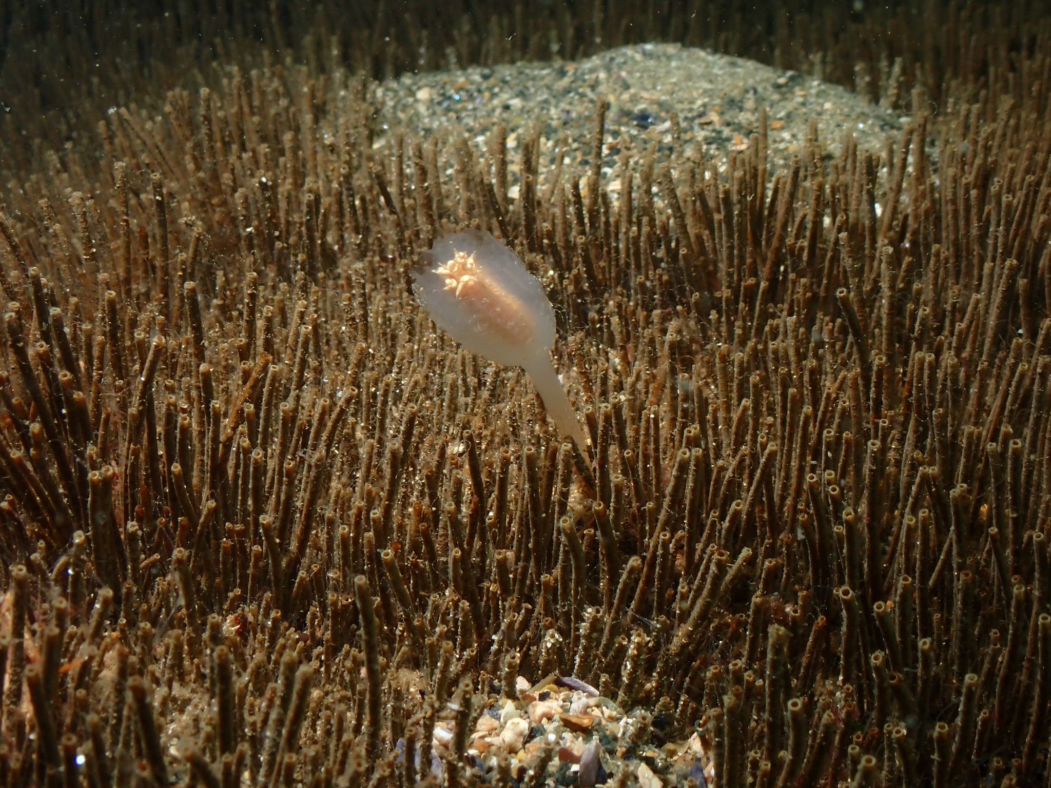 Sycozoa pulchra (Herdman, 1886)