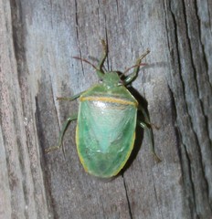 Piezodorus guildinii