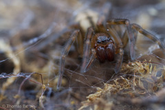 Callobius pictus