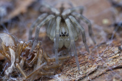 Callobius pictus