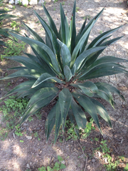Agave weberi