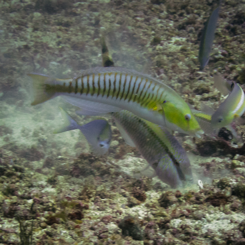 Pastel ringwrasse