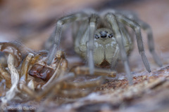 Callobius pictus