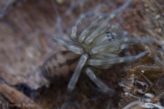 Callobius pictus