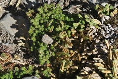 Selaginella watsonii