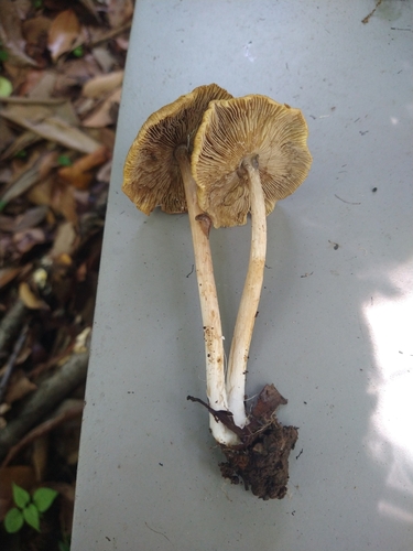 Pseudosperma sp. 'JP01'
