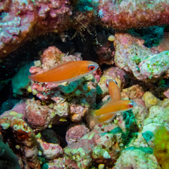 クジャクベラ
