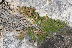 Selaginella watsonii