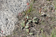 Micranthes aprica
