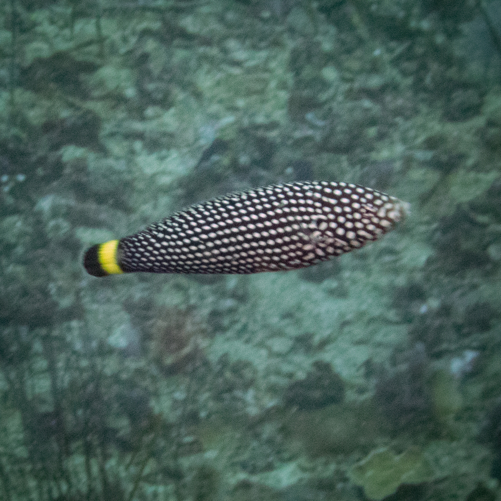 Blacktail Wrasse