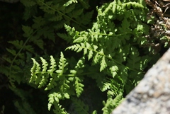 Athyrium americanum
