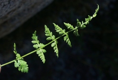 Athyrium americanum