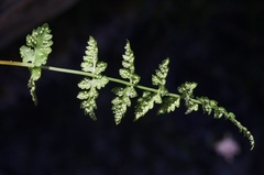 Athyrium americanum