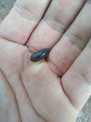 Porcellio laevis