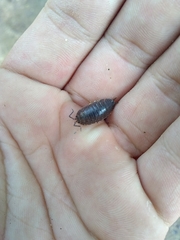 Porcellio laevis