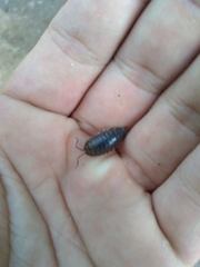 Porcellio laevis