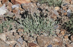 Phacelia hastata compacta