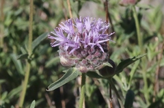 Monardella odoratissima glauca