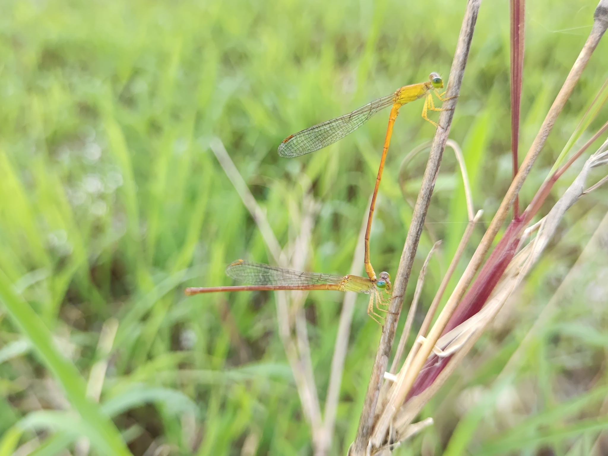 Orange Marsh Dart