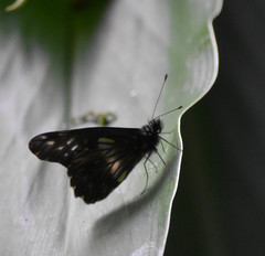 Catasticta flisa flisa